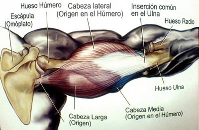 anatomia-triceps